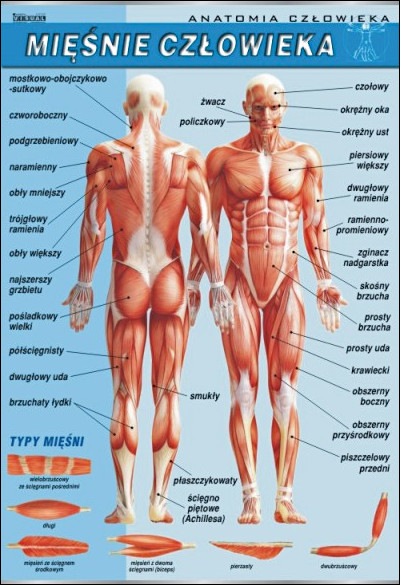 Układ mięśniowy