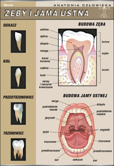 Zęby i jama ustna