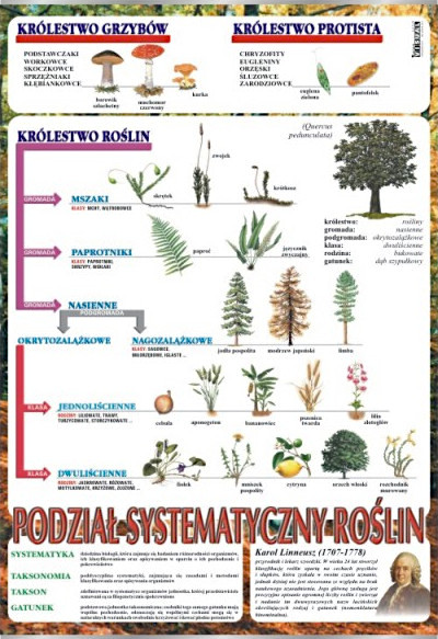 Systematyka roślin