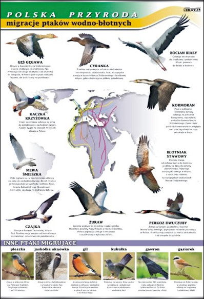 Migracja ptaków wodno-błotnych
