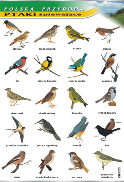 Ptaki śpiewające