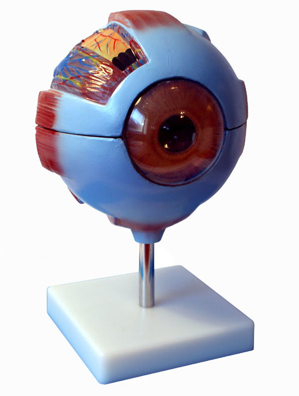 Oko człowieka (6x powiększone)
