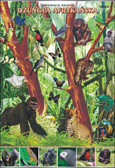 Dżungla afrykańska