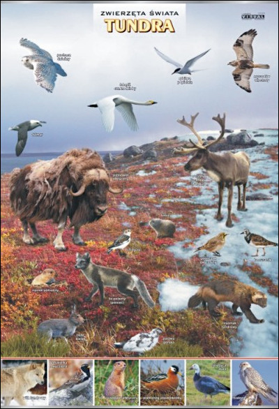 Tundra - zwierzęta