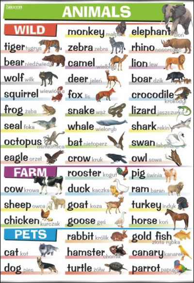 Animals: wild, farm, pets 
